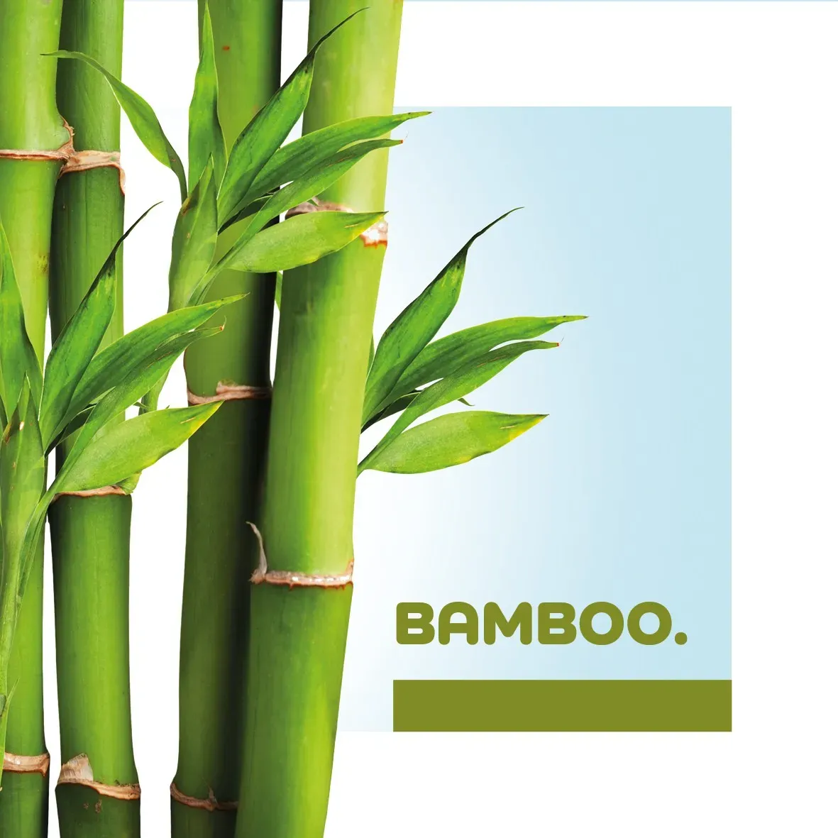 Bamboo